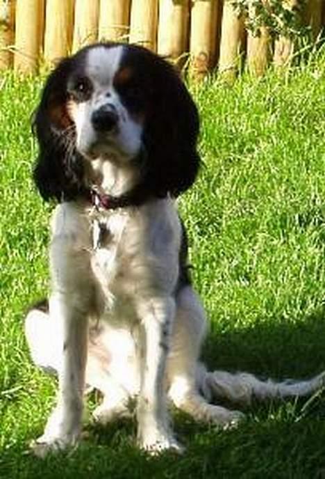 Cavalier king charles spaniel Willie billede 5