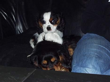 Cavalier king charles spaniel Willie billede 6