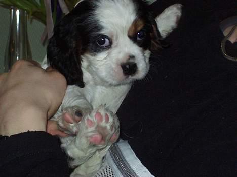 Cavalier king charles spaniel Willie billede 7