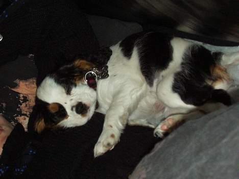 Cavalier king charles spaniel Willie billede 8