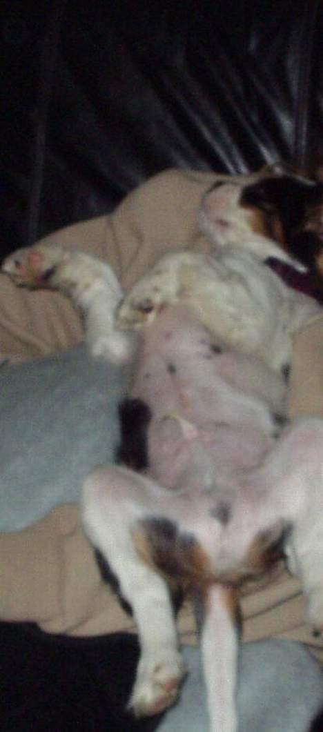 Cavalier king charles spaniel Willie billede 9