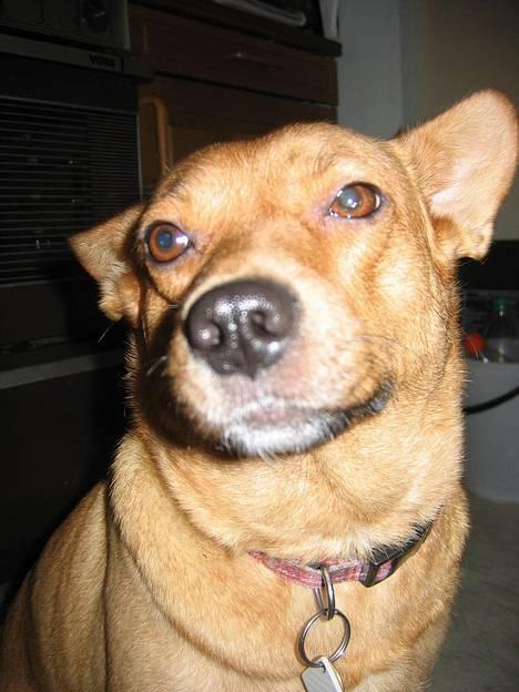 Blanding af racer * Mille * - Man er vel selvtilfreds?? ;D billede 6