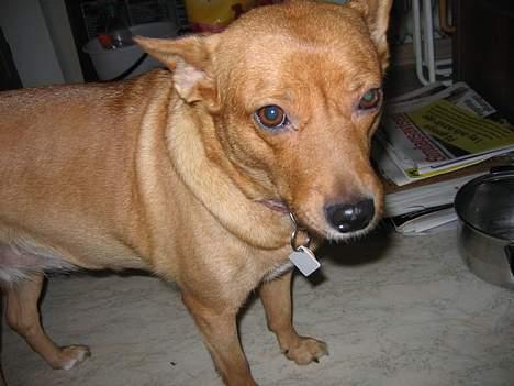 Blanding af racer * Mille * - "Jeg sagde stop! for 10 min. siden!" billede 9