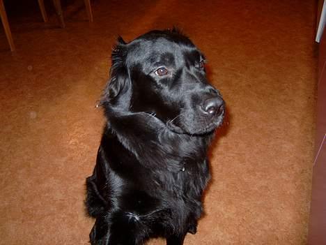 Blanding af racer Gissa billede 7