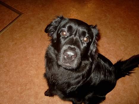 Blanding af racer Gissa - jeg tror du har nået i hovedet :) billede 8