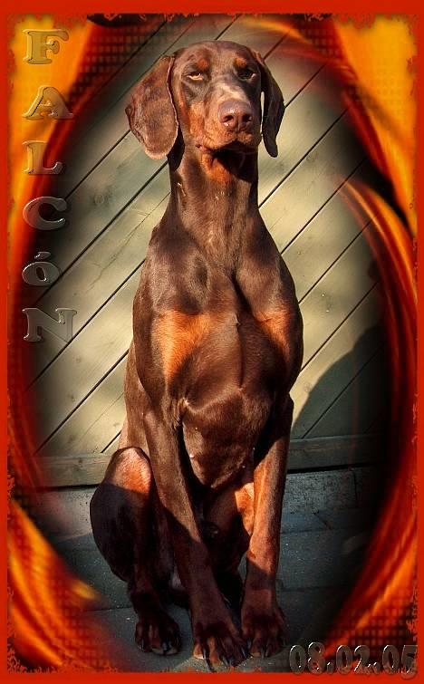 Dobermann Falcón - 8 Februar 2005 .. Falcón nyder lige en solplet  billede 1