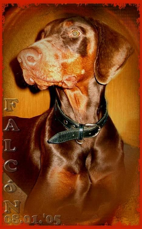 Dobermann Falcón billede 2