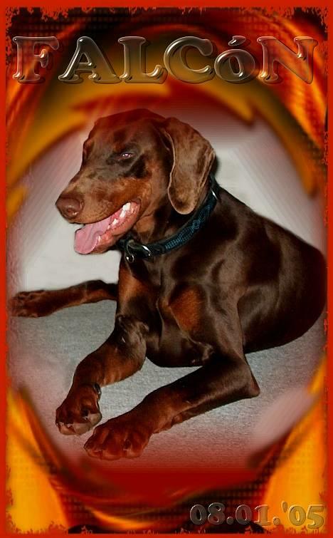 Dobermann Falcón billede 3
