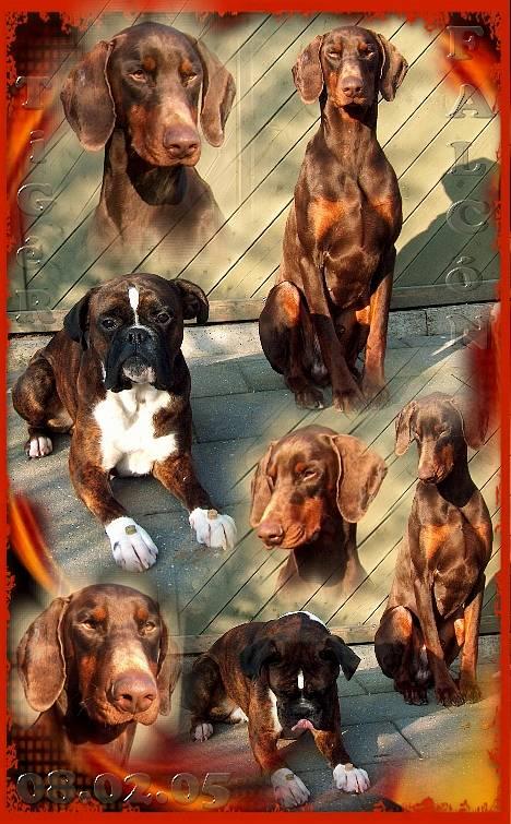 Dobermann Falcón - Februar 2005 Falcón-Mix billede 4