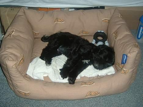 Tibetansk terrier Sir. Gavin - 10/1-05..- Så blev det tid til en lille lur.. billede 8