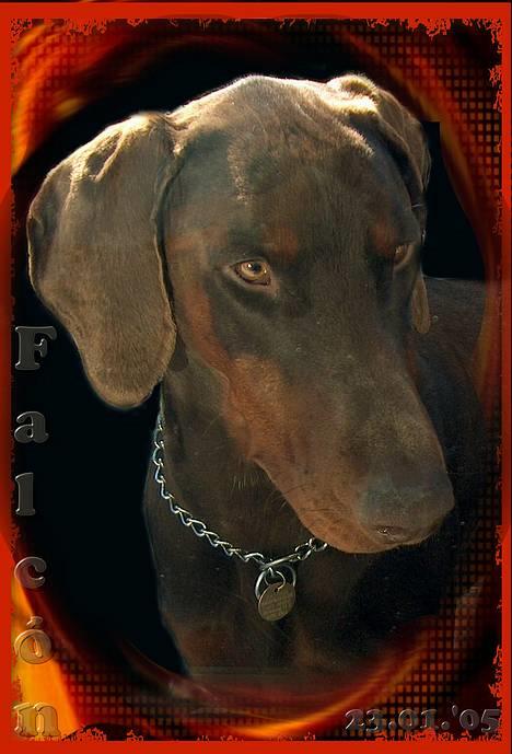 Dobermann Falcón - Falcón har vi nu haft 12 dage  .. han trives rigtig godt !! billede 5