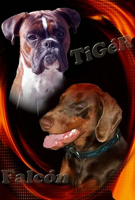 Dobermann Falcón - Tiger er fra 3 maj 2003 og Falcon 1 august 2003 !!  . . . Såå mon ik´ vi en dag skal ha´ den hel´ store kamp!! billede 10