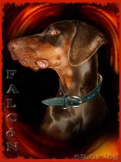 Dobermann Falcón - Falcón 1½ år .. dejlig blid teenager ;) billede 6
