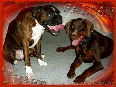 Dobermann Falcón - Uha´  . .ligge pause . .mon´s vi skal mosle om lidt igen . . billede 7