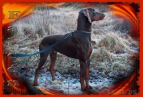 Dobermann Falcón - 23 januar 2005 . .  På vej ud fra en tur i Hunde-skoven ;) billede 9