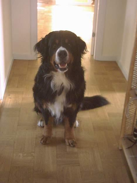 Berner sennenhund Masai - her sidder han så i vores gang... og yndig er han... billede 1