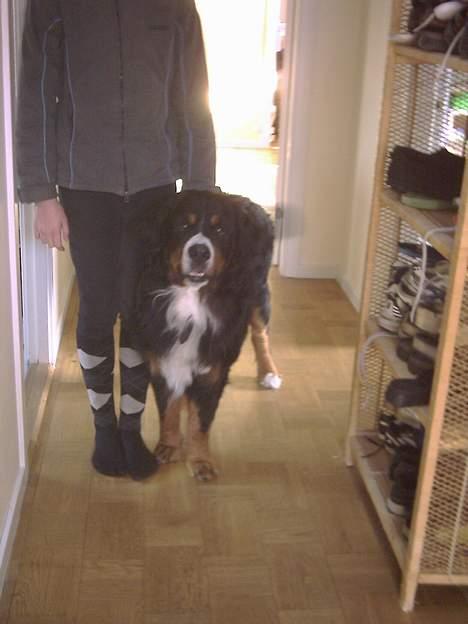 Berner sennenhund Masai - og igen... sammen med mig... billede 2
