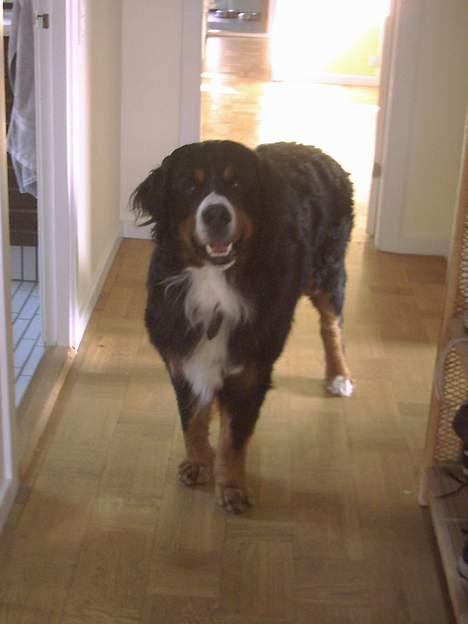 Berner sennenhund Masai - i gangen igen igen... billede 3
