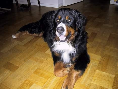 Berner sennenhund Masai - her er han så i stuen.... billede 4