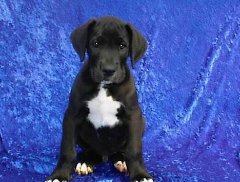 Grand danois Holger - Holger 8 uger gammel. billede 1