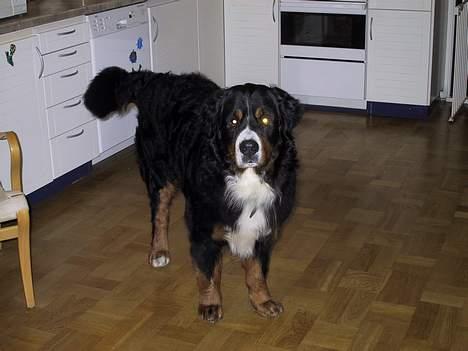 Berner sennenhund Masai - det er så det nyeste billede billede 5