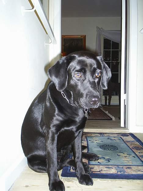 Labrador retriever Moody - Søde Moody billede 1