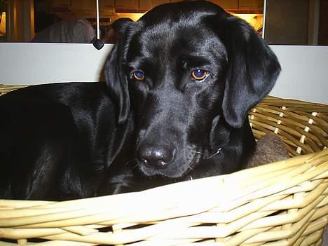 Labrador retriever Moody - Hygge i kurven. billede 2
