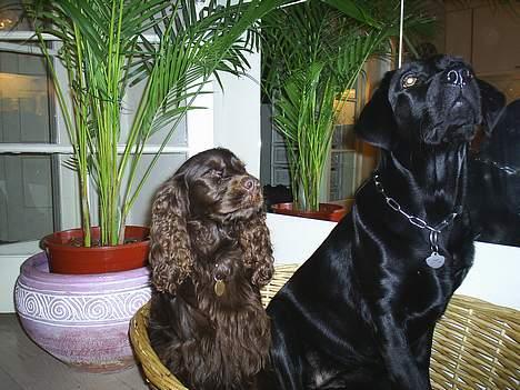 Labrador retriever Moody - Moody med sit lille pivedyr Chili. Moody føler sig aldrig truet og deler gerne med Den Lille Brune! billede 7