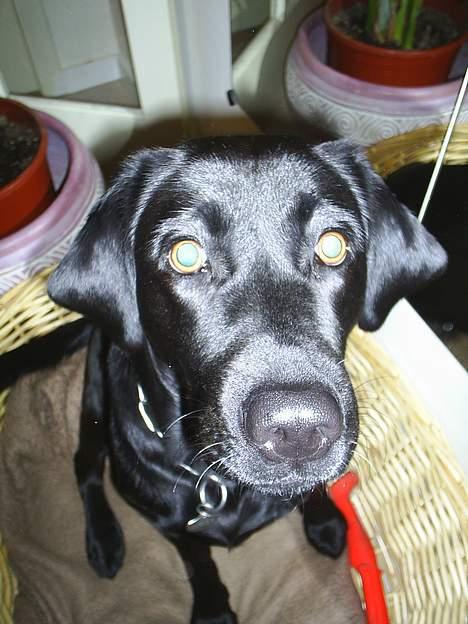 Labrador retriever Moody - Yeah! Tag et billede af MIG! billede 3