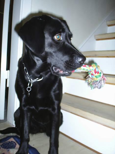 Labrador retriever Moody - Ja ja... I synes jeg er så smuk, men skal vi ikke bare lege? billede 4