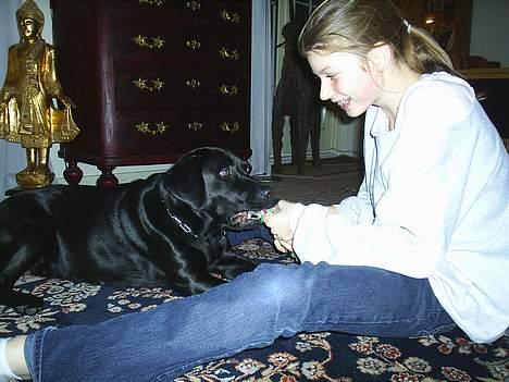 Labrador retriever Moody - Jaaa... hun gad at lege! billede 5