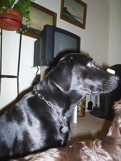 Labrador retriever Moody - Sig nu "værsågod"! Jeg bliver helt skeløjet af at kigge på den kiks på min snude! billede 6