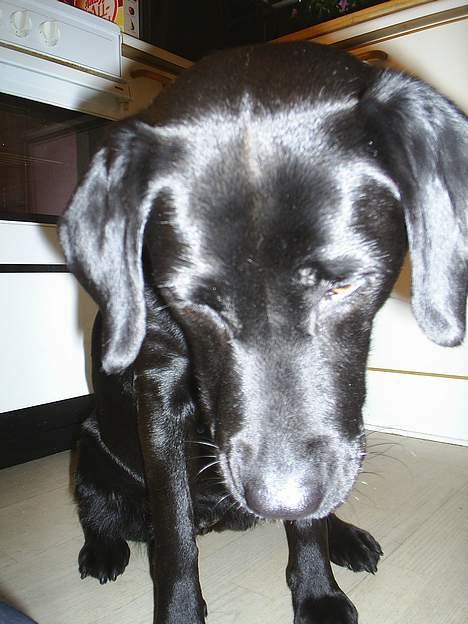 Labrador retriever Moody - Genert? Nej, ikke mig... men tror du tabte noget... billede 8