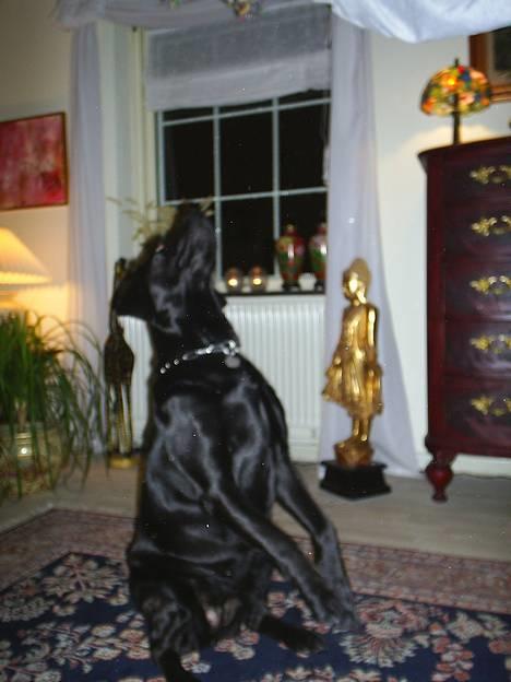 Labrador retriever Moody - Se hvad jeg kan!  billede 9