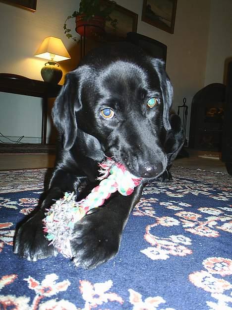 Labrador retriever Moody - Når nu I vælter sådan rundt med det kamera, så må det da betyde at vi skal lege? billede 10