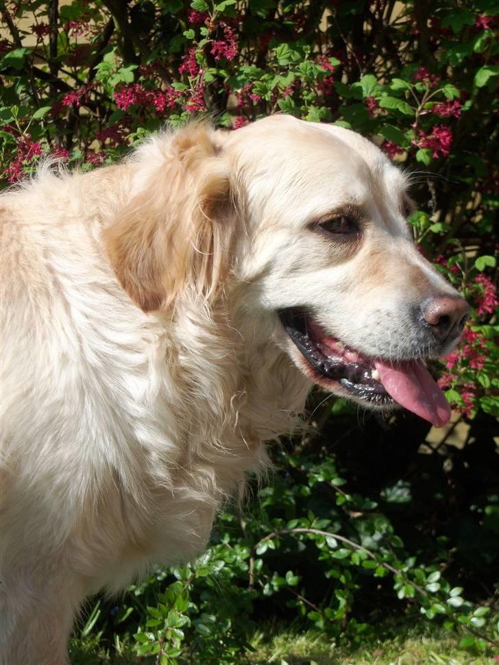 Blanding af racer Gipzy - Smilie - død billede 1