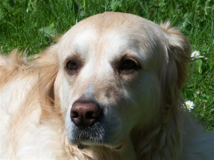 Blanding af racer Gipzy - Smilie - død billede 2