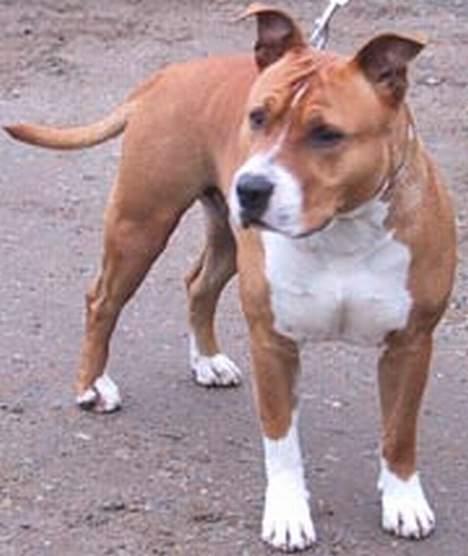 Amerikansk staffordshire terrier Brutus - Modella :-D billede 1