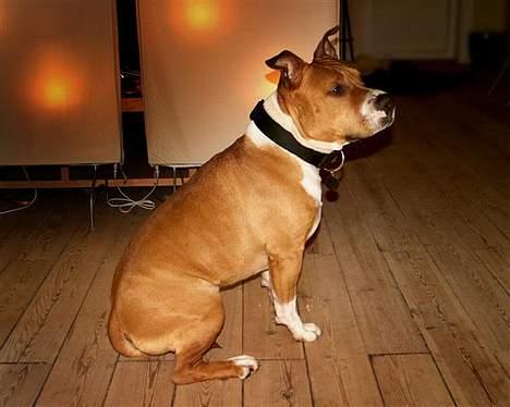 Amerikansk staffordshire terrier Brutus - uuh yeaaah.. I´m in the spotlight !!! billede 3