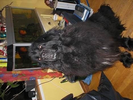 Newfoundlænder Shamira - Sidder jeg pent nu??? billede 10