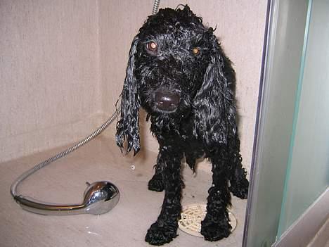 Mellempuddel Liva - Øv.. Hvorfor skal man atid være våd når man er i bad? billede 8