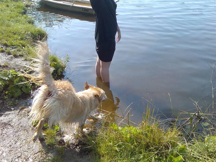 Blanding af racer Gipzy - Smilie - død billede 3