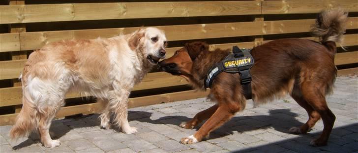 Blanding af racer Gipzy - Smilie - død billede 4