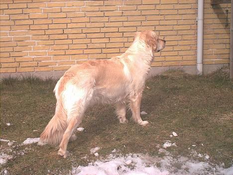 Blanding af racer Gipzy - Smilie - død - Smukke Gipzy i sollys billede 5