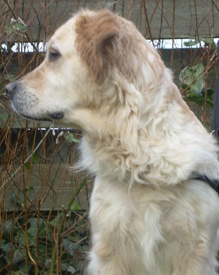 Blanding af racer Gipzy - Smilie - død billede 6