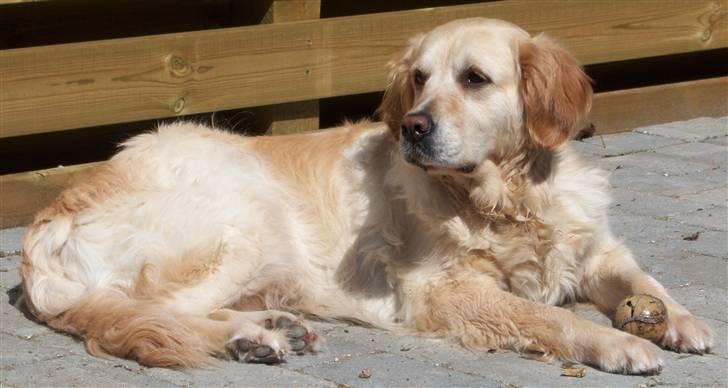 Blanding af racer Gipzy - Smilie - død billede 7