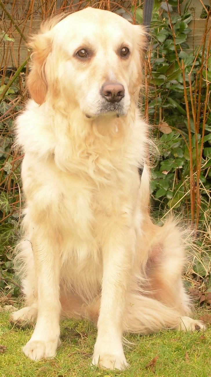 Blanding af racer Gipzy - Smilie - død billede 8