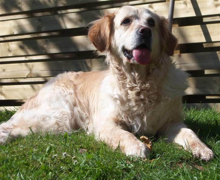 Blanding af racer Gipzy - Smilie - død billede 9