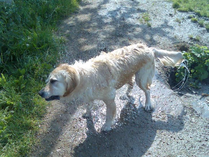 Blanding af racer Gipzy - Smilie - død billede 10