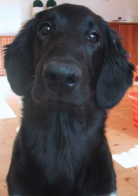 Flat coated retriever Chili billede 1